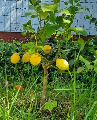 Umago Inn * 우마그